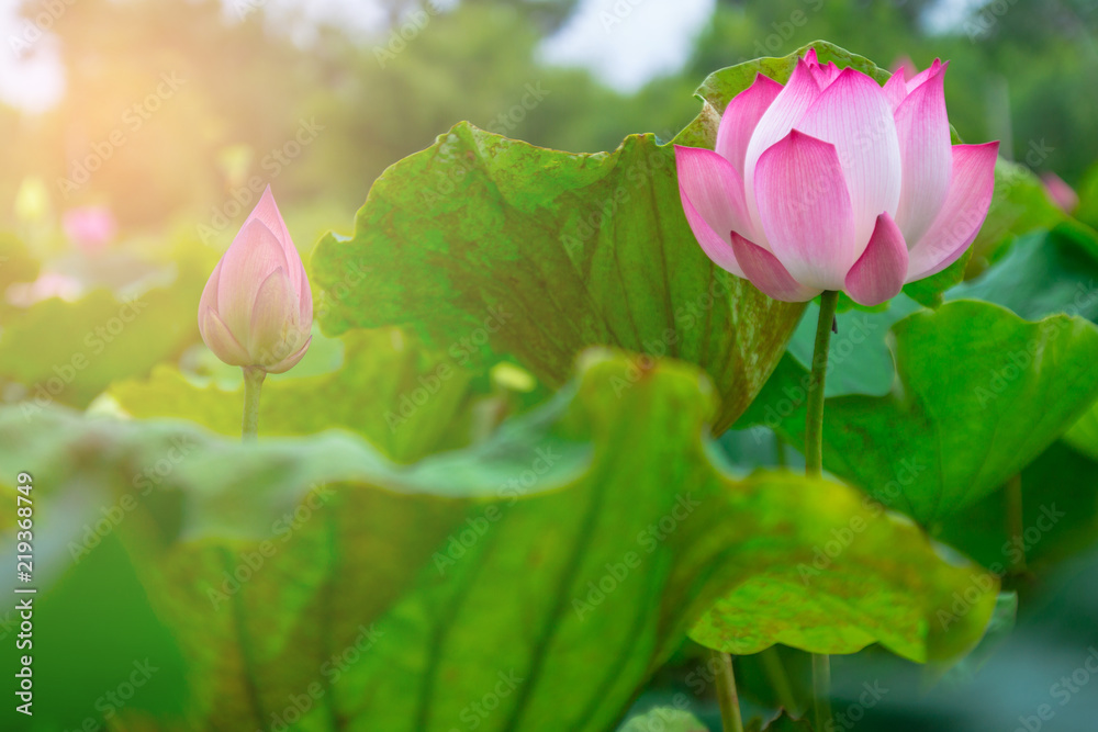 beautiful pink lotus flower in blooming at sunset