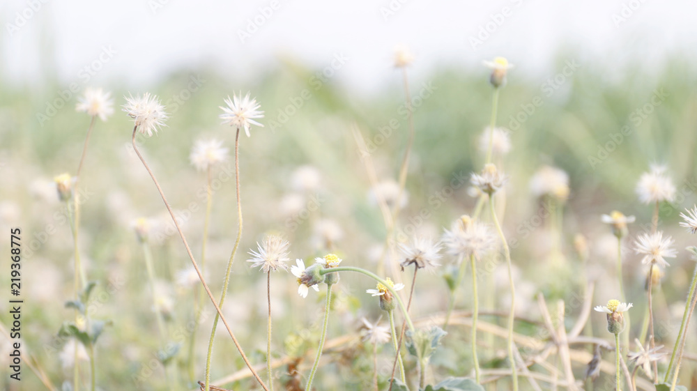 Fototapeta premium flower grass soft, flower grass in sunshine light morning day time, flower grass soft for background (selective focus)