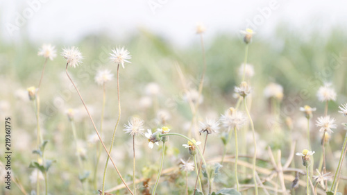 flower grass soft, flower grass in sunshine light morning day time, flower grass soft for background (selective focus) © cgdeaw