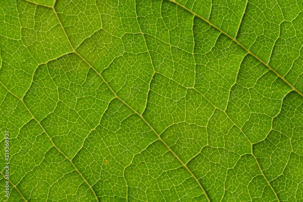 Obraz premium Background of green leaf texture
