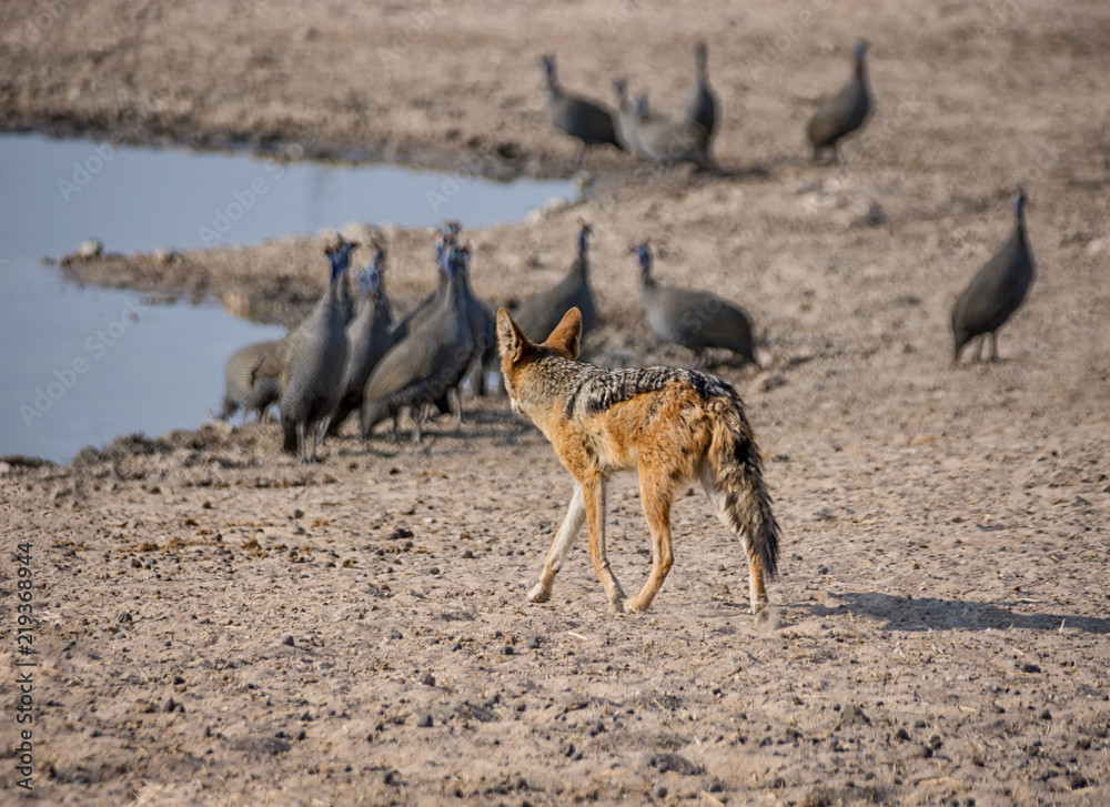 Black-backed Jackal