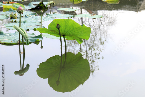 Bild auf Leinwand Lotus, Lotus leaf pad green on water nature, Lotus pad in pond garden farm, Lotu