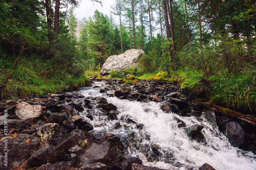 Fast water stream in wild mountain creek in terrain of Shavlinsky Lakes in Altai. Green forest landscape. Rich vegetation and big stone near brook. Fast water stream in wild mountain creek in terrain of Shavlinsky Lakes in Altai. Green forest landscape. Rich vegetation and big stone near brook.