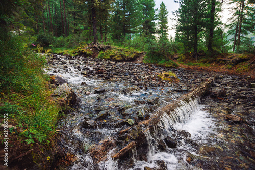 Fast water stream in wild mountain creek in terrain of Shavlinsky Lakes in Altai. Green forest landscape. Rich vegetation near brook. Small waterfall.