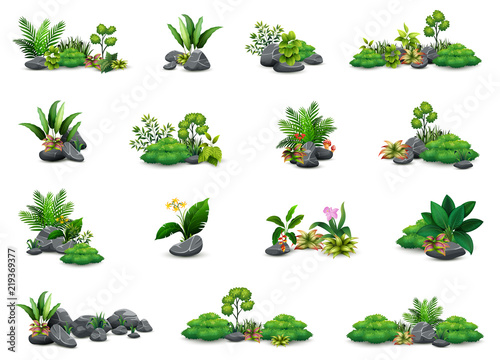 Collection of botanical small plants