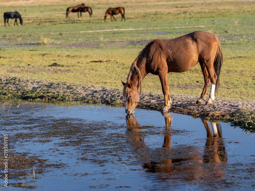 Wild Nevada Mustang horse drinking out of a stream.