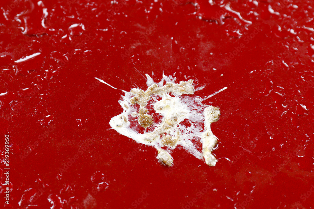 bird shit, drop of bird stain on red car surface, dirty waste of birds