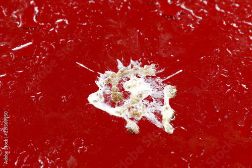 Quadro em tela bird shit, drop of bird stain on red car surface, dirty waste of birds dropping