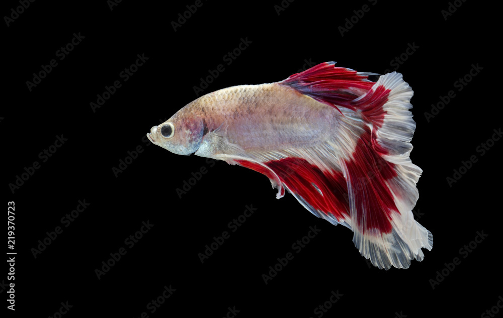 Siamese fighting fish fight Red fish, Betta splendens, Betta fish, Halfmoon Betta. Siamese fighting fish fight Red fish, Betta splendens, Betta fish, Halfmoon Betta.