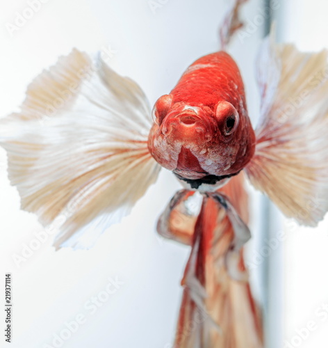 Fighting fish , beautiful fish , Beautiful colour.Siamese fighting fish.