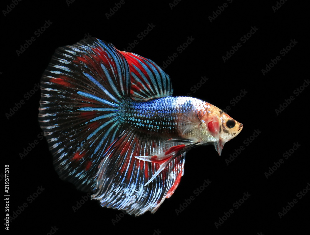 Fish fighting, beautiful fish, colorful fish fighting Siam, on a black  background. фотография Stock | Adobe Stock