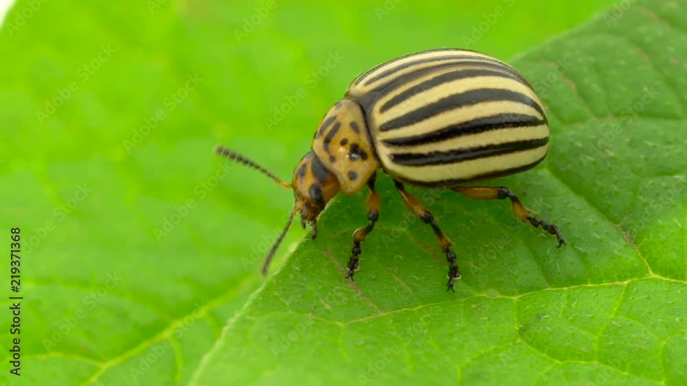 Colorado potato beetle eats leaves close up. Slow motion Colorado potato beetle eats leaves close up. Slow motion