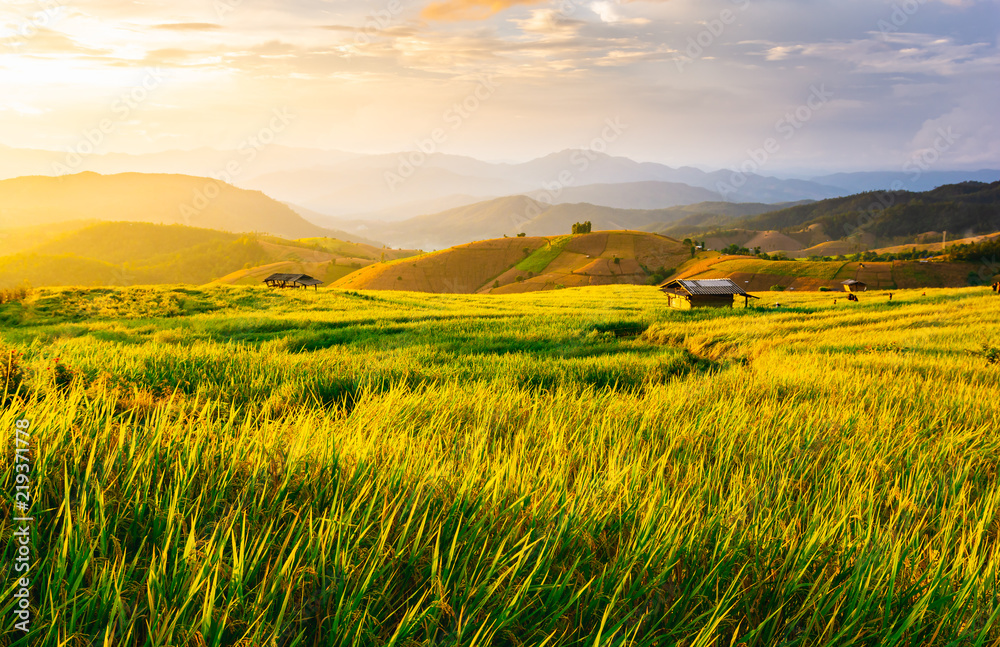 Beautiful gold color sunset at rice field, rice terrace in Chiang mai Thailand.