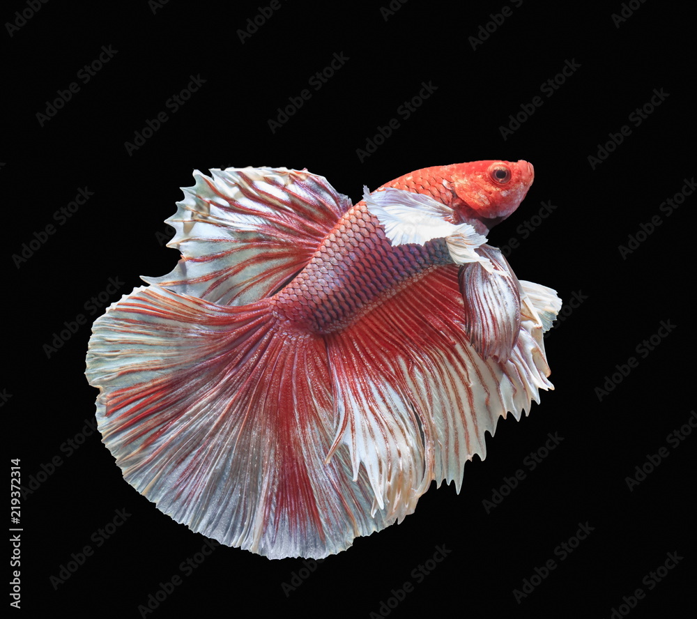 Fish fighting, beautiful fish, colorful fish fighting Siam, colorful tail, prominent action, good posture. Fish fighting, beautiful fish, colorful fish fighting Siam, colorful tail, prominent action, good posture.