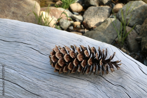 Sugarpine cone in natural setting © Gail Ann Williams