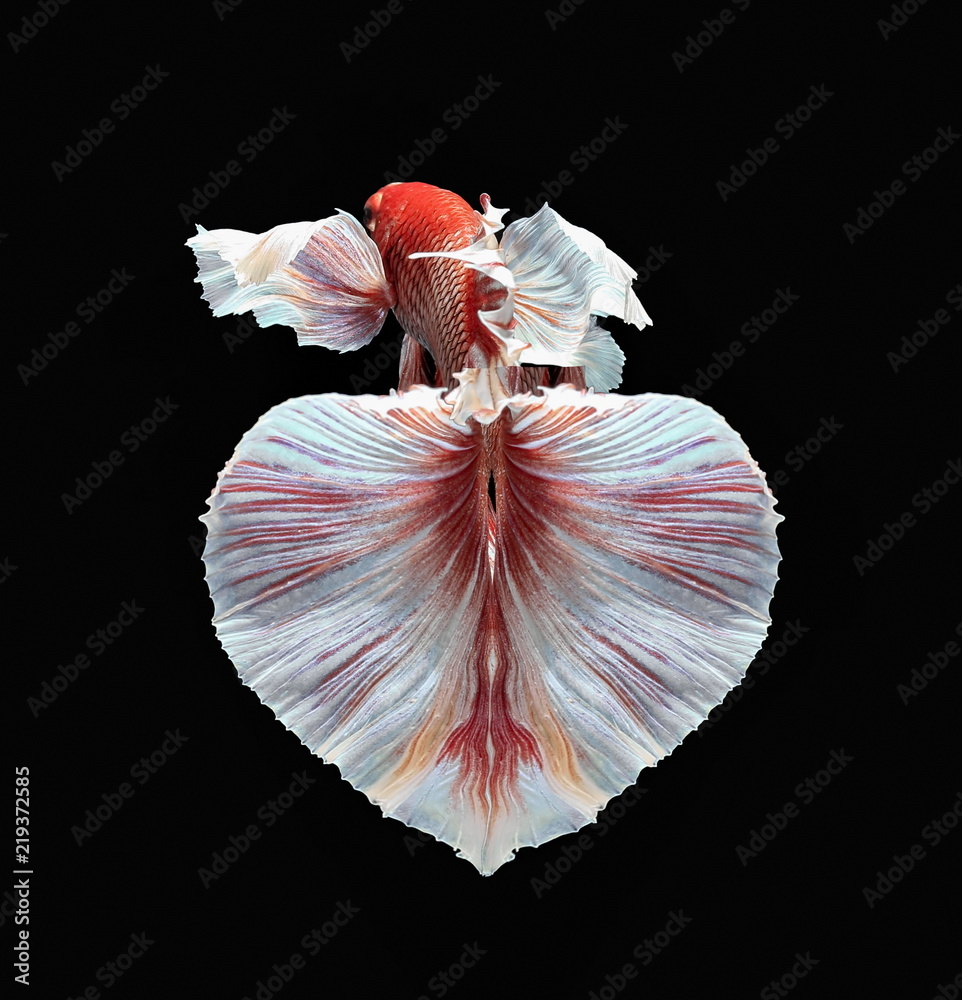 Fish fighting, beautiful fish, colorful fish fighting Siam, colorful tail, prominent action, good posture.