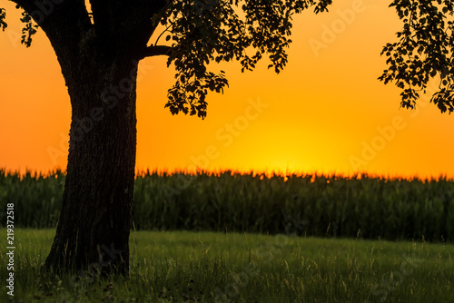 sunset in summertime with tree