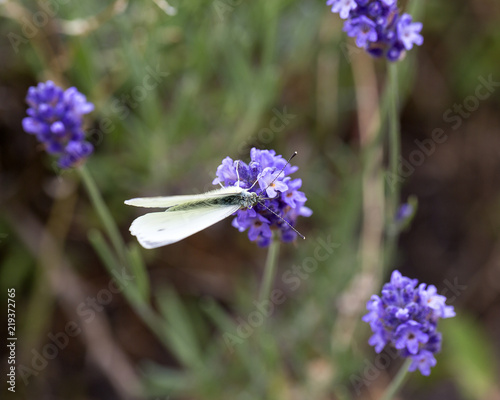 Fototapeta Naklejka Na Ścianę i Meble -  Lavender flowers blooming in the garden, butterfly, beautiful lavender field.
