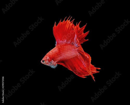 Fighting fish, red fish on a black background, color Siamese fighting fish.
