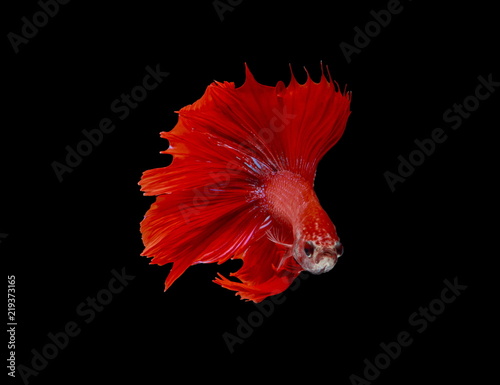 Fighting fish, red fish on a black background, color Siamese fighting fish.
