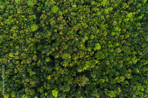Green tree deep tropical rainforest look down aerial view from drone photo