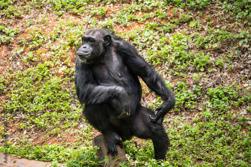 Fototapeta premium chimpanzee mokey sit on stump tree with grass in jungle
