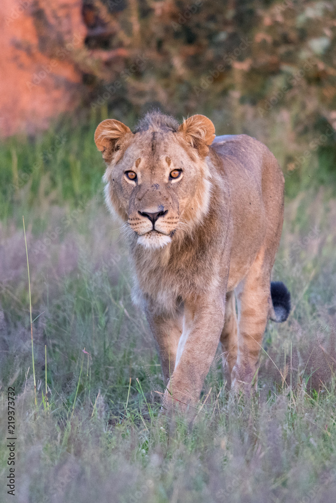 Naklejka premium Mighty Lion watching the lionesses who are ready for the hunt in Masai Mara, Kenya (Panthera leo)