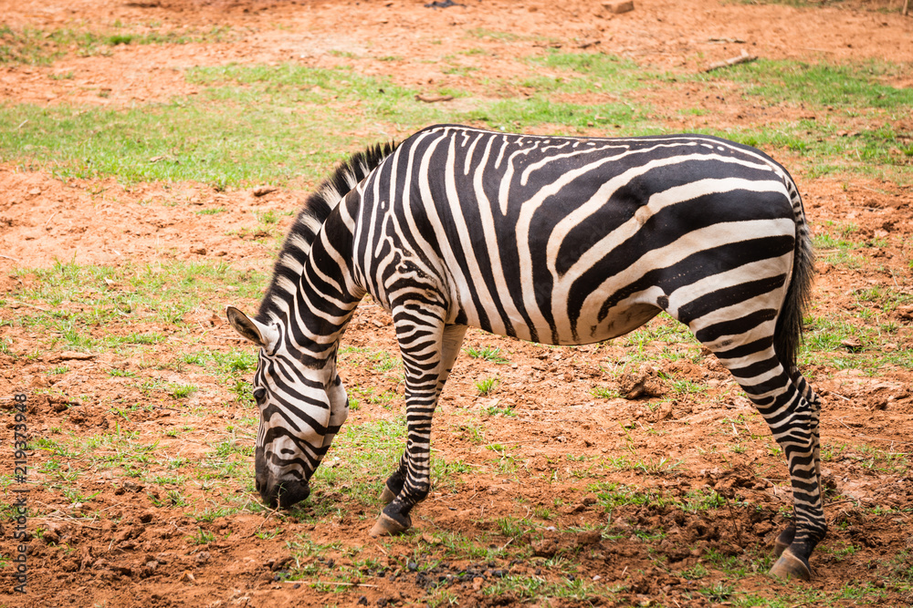 african plains zebra eating green grass in zoo african plains zebra eating green grass in zoo