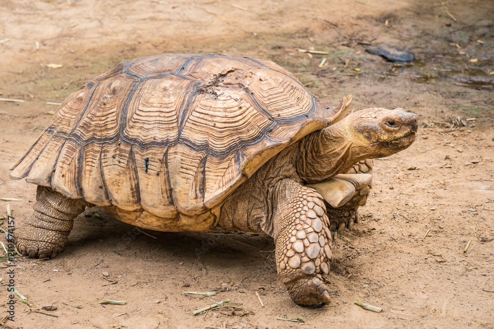Galapagos tortoise in motion be an animal living in the galapagos islands. Galapagos tortoise in motion be an animal living in the galapagos islands.