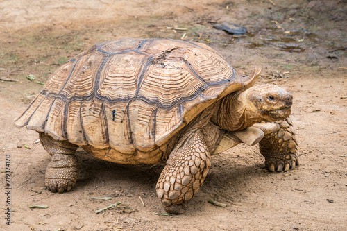 Galapagos tortoise in motion be an animal living in the galapagos islands. © powerbeephoto