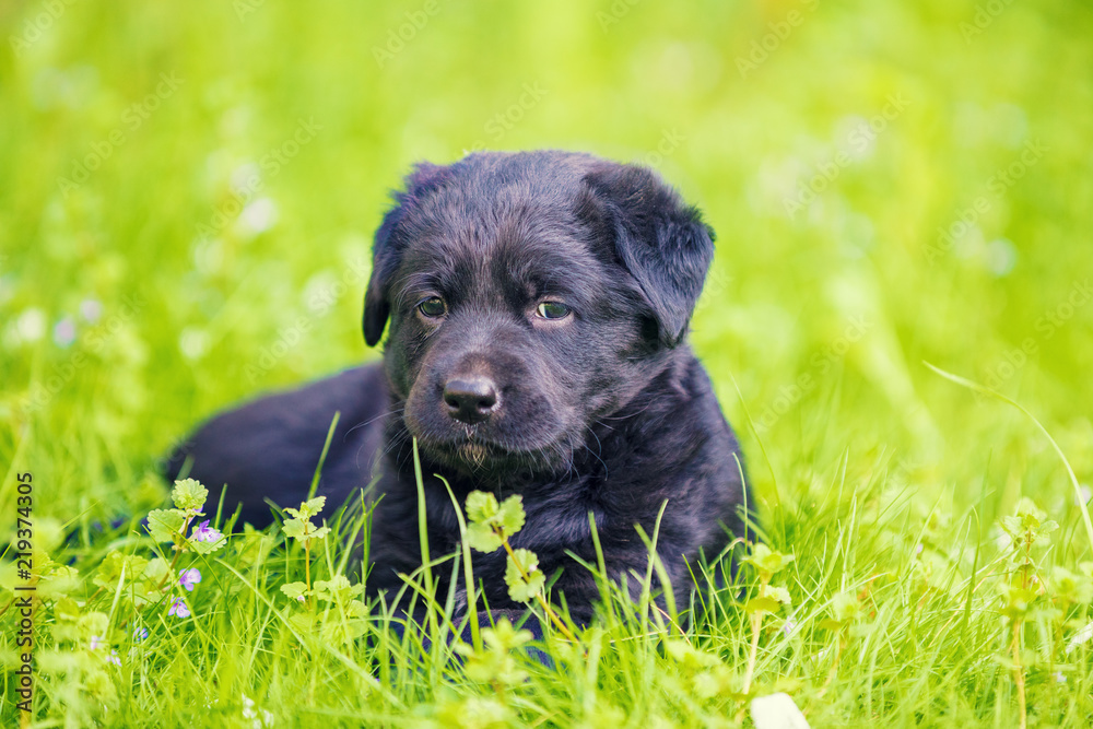 Black Puppy Labrador retriever lies on the grass