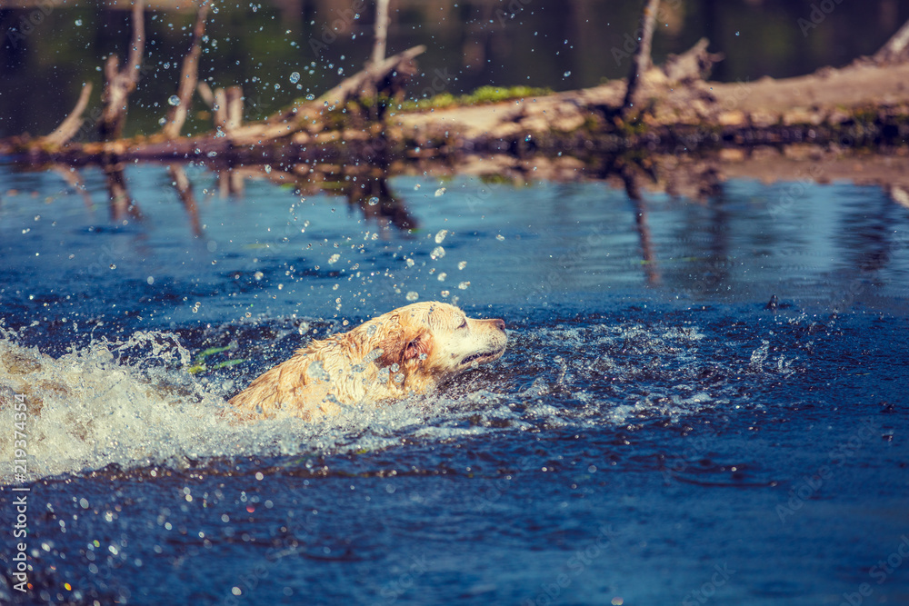 Obraz premium Labrador Retriever Dog Floats in the River