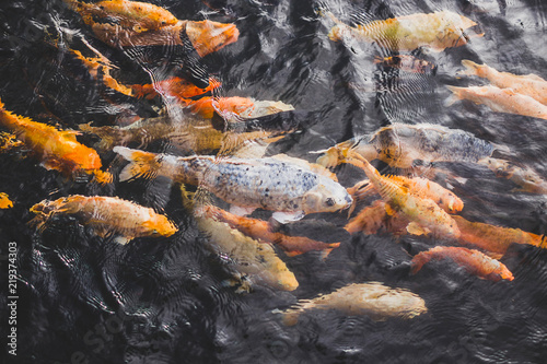 Many bright colorful gold fishes in pond water © Oleg Breslavtsev