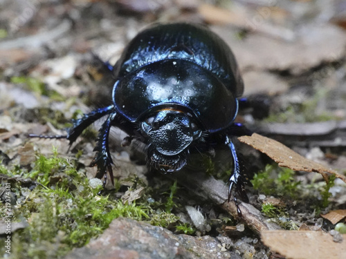 Dor Beetle (Geotrupes stercorarius) © dennisjacobsen