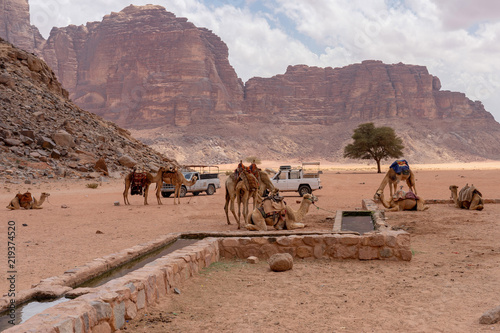 Camels rest at Lawrence of Arabia spring. Wadi Rum desert, Jordan