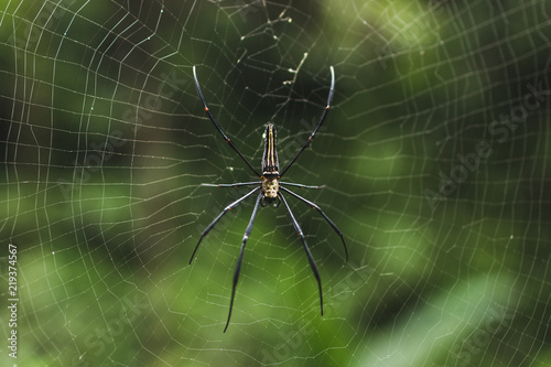 Huge tropical spider