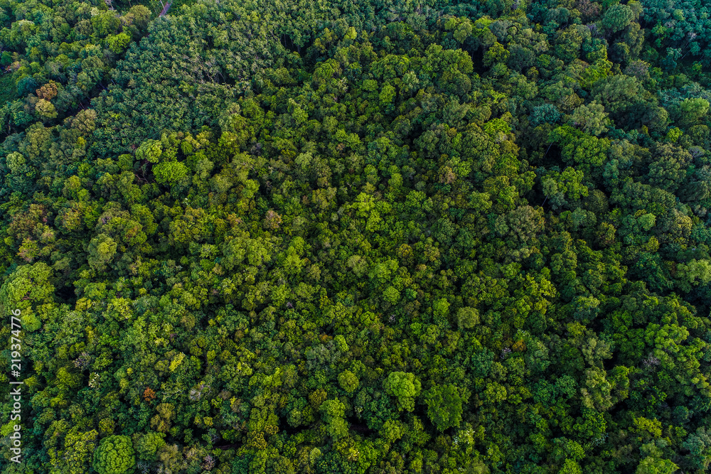 Green tree deep tropical rainforest look down aerial view from drone