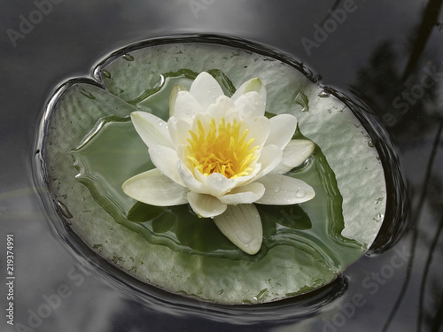 Photographie European white water lily (Nymphaea alba)