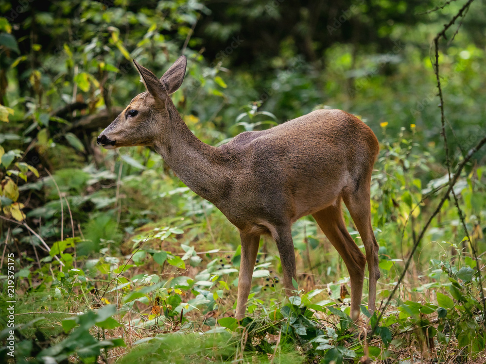 Roe deer in forest, Capreolus capreolus. Wild roe deer in nature. Roe deer in forest, Capreolus capreolus. Wild roe deer in nature.