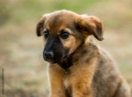 Canvas Print mongrel puppy sitting on grass