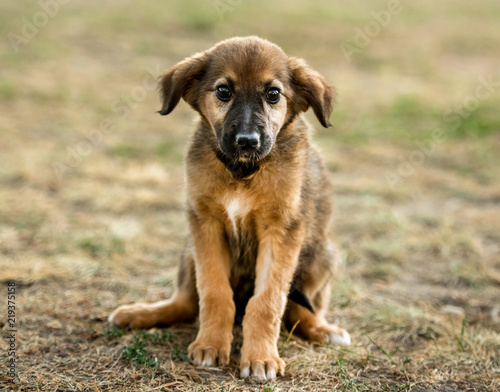 Fototapeta mongrel puppy sitting on grass