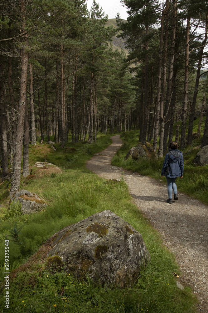 Fototapeta premium Girl walking in a pine forest