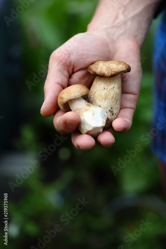 Mushrooms harvest in hand