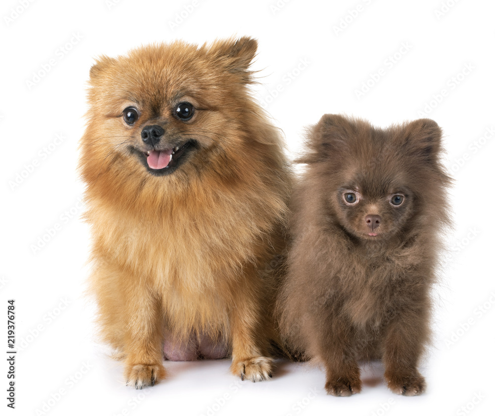 Obraz premium puppy pomeranian and mother