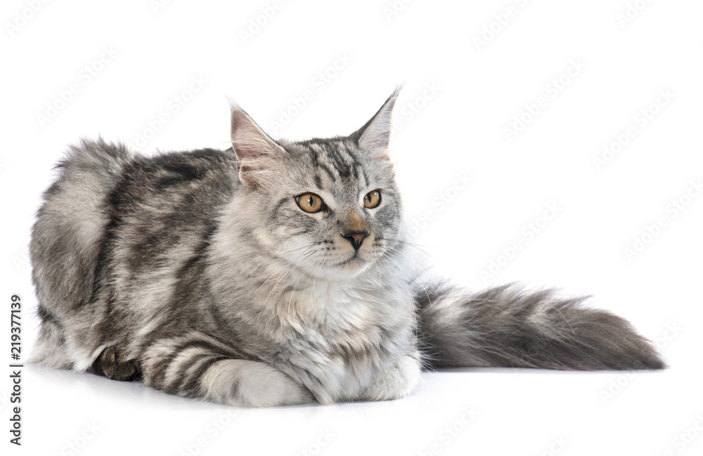 Fototapeta premium maine coon cat