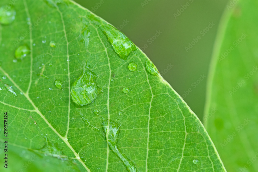 close up macro beautiful water drops on green leaf close up macro beautiful water drops on green leaf