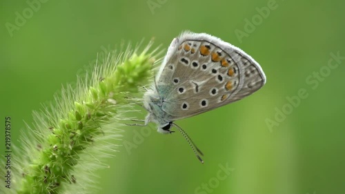 Close-up slow motion of the evening and multicolored butterfly Polyommatus icarus with blue wings resting on a clearing and a green spike in the Caucasus Mountains photo