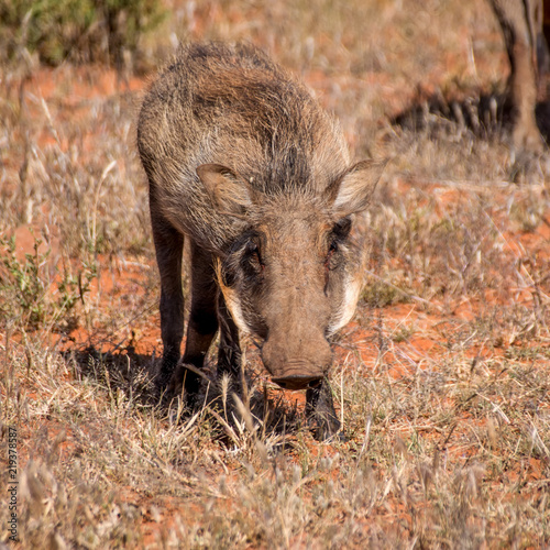 Warthog Portrait © Cathy Withers-Clarke