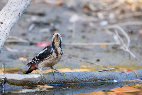 Syrian woodpecker or Dendrocopos syriacus close photo