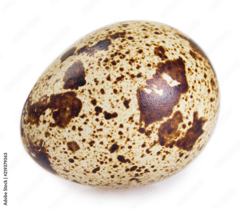 Quail egg Quail egg